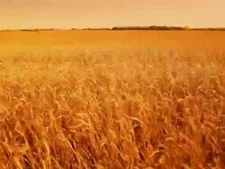 Field of golden wheat Stock Footage