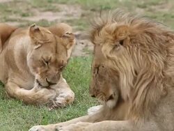 CU Lions licking it's paw / National Park, Africa, Kenya Stock Footage