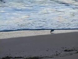 Shorebird Feeding Stock Footage