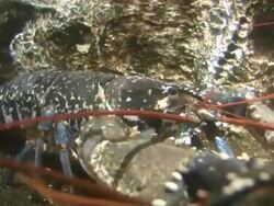 Lobster Stock Footage