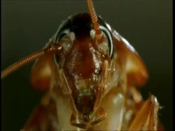 BCU American Cockroach (Periplaneta americana) looking to camera Stock Footage