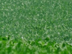 Irrigation Water falls on green lush soybean field Stock Footage