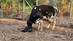 Cow cleaning her newborn Stock Footage