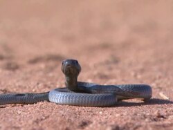 Snake coiled up, alert, Kenya Stock Footage