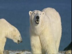 Polar bear (Ursus maritimus) smelling the air, near Churchill, Manitoba, Canada Stock Footage