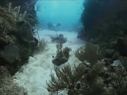 Camera follows scuba diver through underwater trench in the Caribbean Stock Footage