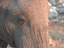 African Bush Elephant (Loxodonta africana) face, Etosha National Park, Namibia Stock Footage