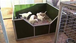 New rules introduced to regulate dog breeders and the sale of puppies News Clip