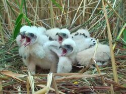 Four Marsh Harrier Chicks Stock Footage
