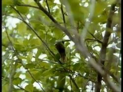 MS Boomslang, Dispholidus typus, front view, in tree, moving wide open mouth, closes mouth, looking to camera, Africa Stock Footage