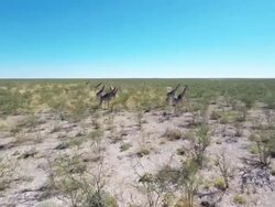 HELI Giraffes Running In The African Savannah Stock Footage