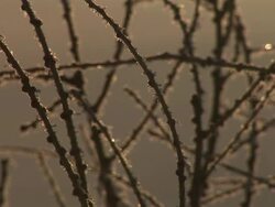 HD: Dew Stock Footage