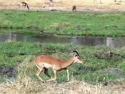 MS TS SLO MO Shot of Impala (aepyceros melampus) male running along Khwai River at Okavango Delta forest area / Moremi Reserve, Africa, Botswana Stock Footage