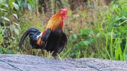 HD : Chick on the roof Stock Footage