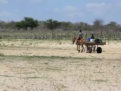 WS View of Families collecting water and going to house / Pilao Arcado, Bahia, Brazil Stock Footage