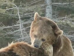 MS TD PAN SLO MO Grizzly bears playing with each other / Livingstone, Montana, United States Stock Footage