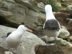 MS Black browed albatross, Thalassarche melanophrys, courtship behaviour, Falkland Islands Stock Footage