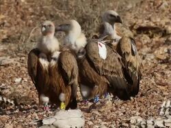 Eurasian griffonÃ‚Â Ã‚Â (Gyps fulvus) in the negev, fiding on carcass  Stock Footage