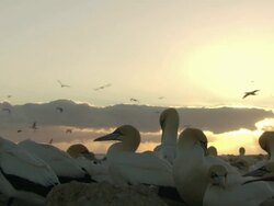 MS Shot of Cape gannets nesting and preening on island with sun partially obsured by low cloud / Namaqualand, Northern Cape, South Africa Stock Footage