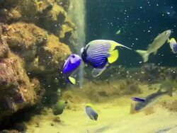 Underwater Stock Footage