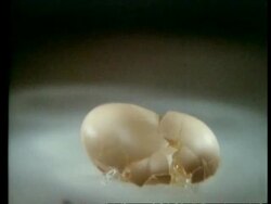 High Speed Egg smash, archive Stock Footage
