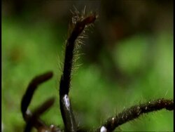 BCU hairy Tarantula leg, Amazon, South America Stock Footage