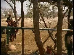 MS Pan right, Himba tribesmen draw water for cattle, Namibia Stock Footage