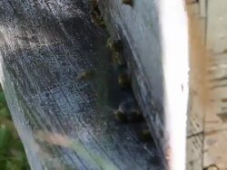 Beehive entrance HD Stock Footage