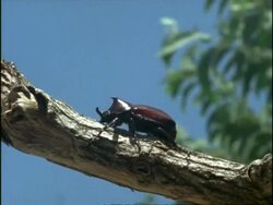Rhinoceros Beetle, on tree branch, England Stock Footage