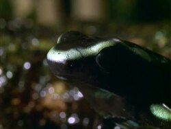 Poison Dart Frog, BCU frog portrait, facing left, jumps forward.  Panama. Stock Footage