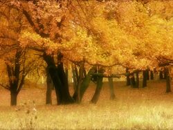 Gold oaks Stock Footage