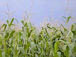 Corn crop field Stock Footage