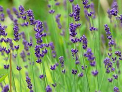 CU Shot of lavendel, Lavandula / Konz, Rhineland-Palatinate, Germany Stock Footage