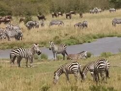 MS Burchell zebra herd standing in grass field / National Park, Africa, Kenya Stock Footage