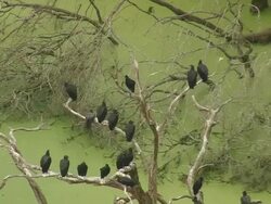 WS AERIAL View of Group of vulture sitting on tree branch at Okefenokee Swamp / Georgia, United States Stock Footage