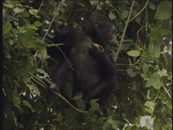 MS, TU, Chimpanzee (Pan troglodytes) eating fruit and climbing up tree, Gombe Stream National Park, Tanzania Stock Footage