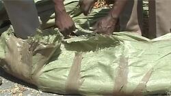 VOICED : Tres toneladas de marfil ilegal News Clip