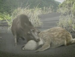 Medium Long Shot hand-held zoom-in - A predator breaks the neck of its prey in a computer-generated animation. / Denver, Colorado, USA Stock Footage