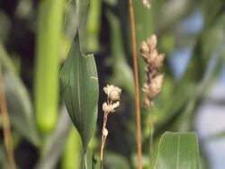 Wheat Close Up Stock Footage