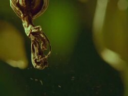 BCU Orchid Seed head dispersing seeds in wind Stock Footage