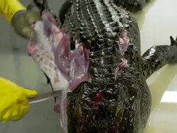 Market For Alligator Meat Booms In Florida Stock Footage
