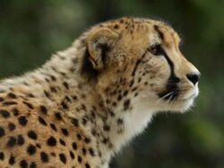 The Animal Residents Of Washington's National Zoo Stock Footage