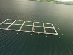 Aerial view of Scotland, Isle of Mull, fish farms, Sound of Mull or Lynn of Lorne, Scotland, North Atlantic Ocean  Stock Footage