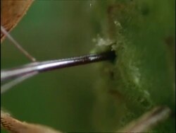BCU Pan left from snout to head of Acorn Weevil (Cucurlio) drilling in to acorn, UK Stock Footage