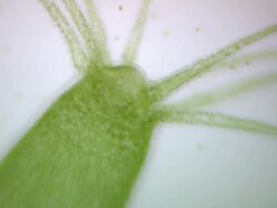 Green Hydra detail Stock Footage