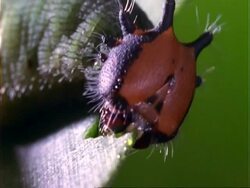 Caterpillar, CU caterpillar with red/black face, eating leaf;; Panama; Stock Footage