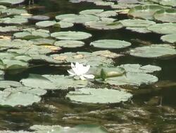 Water lilly 2 - HD 1080/60i Stock Footage