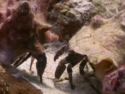 MS Hermit crabs fighting / Playa del Carmen, Isla Mujeres, Mexico Stock Footage