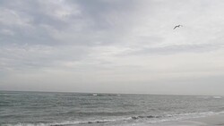 Slow Motion Seagull Flying Above Beach Stock Footage