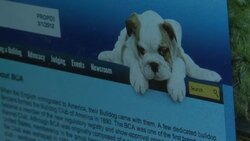 CLEAN: Bulldog breed beloved, but beleaguered News Clip
